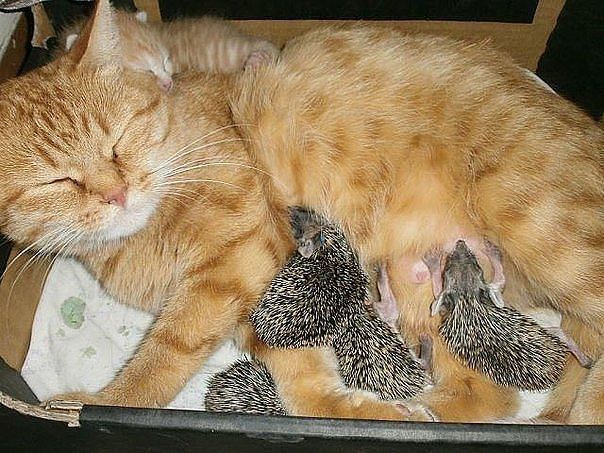 Кошка заботится о ежатах доброта, животные, мама