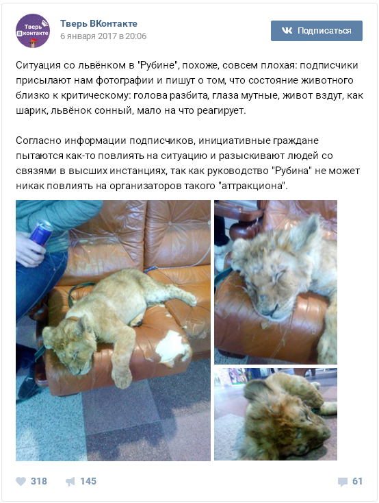 Жители твери возмутились из-за львенка в торговом центре Жители твери возмутились из-за львенка в торговом центре