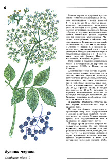 ДИКОРАСТУЩИЕ СЪЕДОБНЫЕ РАСТЕНИЯ