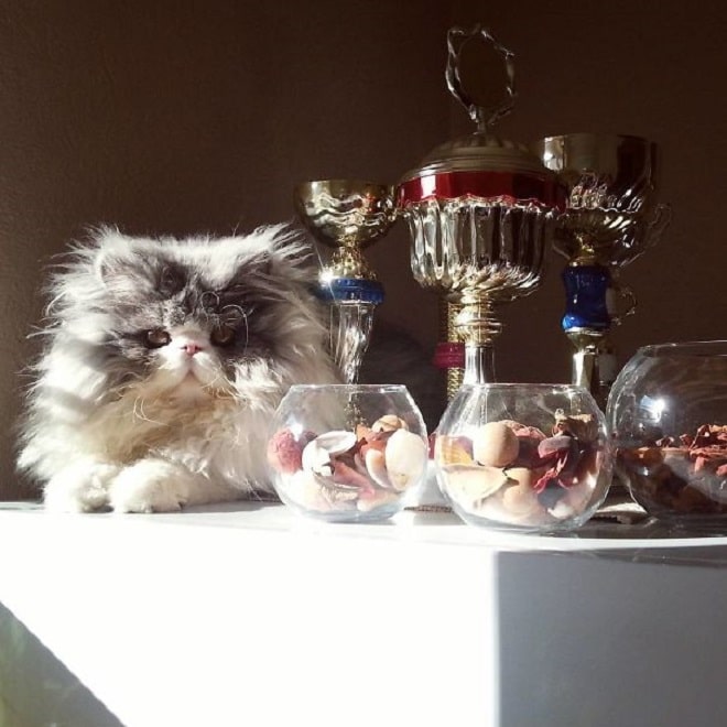 Кот возле кубков Кот и сладости