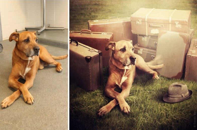 Волшебные собаки из приютов Волшебные собаки из приютов собаки, приют