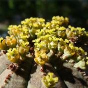 Молочай тучный (Euphorbia obesa) Молочай тучный (Euphorbia obesa)