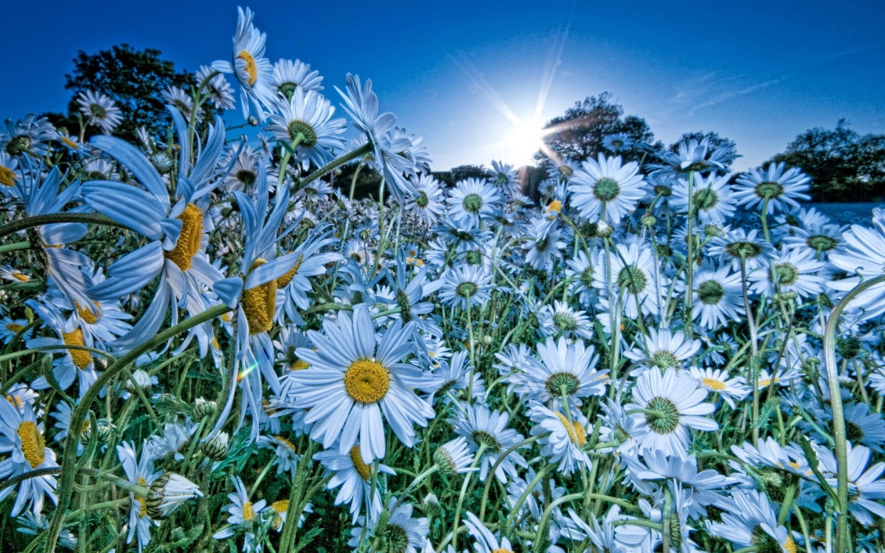http://www.zastavki.com/pictures/720x600/2012/Nature_Flowers_A_cloud_of_daisies_034316_.jpg