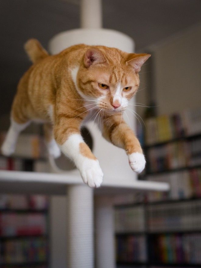КОТЭ-ФАКТЫ. О ТОМ, ЧЕГО ВЫ НЕ ЗНАЛИ ОБ УСАТЫХ ЛЮБИМЦАХ! КОТЭ-ФАКТЫ. О ТОМ, ЧЕГО ВЫ НЕ ЗНАЛИ ОБ УСАТЫХ ЛЮБИМЦАХ!