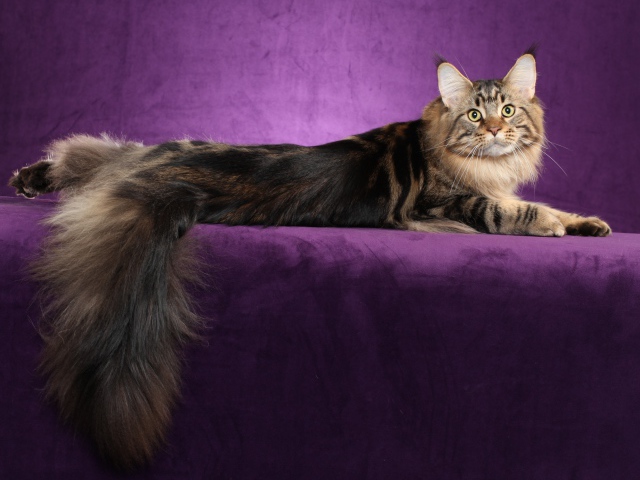 http://www.zastavki.com/pictures/640x480/2013/Animals___Cats_Maine_Coon_cat_posing_on_a_purple_background_044955_29.jpg