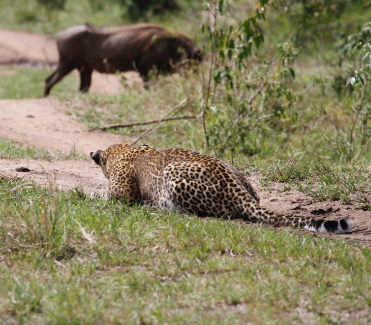 Бородавочник еще не видит леопарда, и не знает, то жить ему осталось несколько секунд