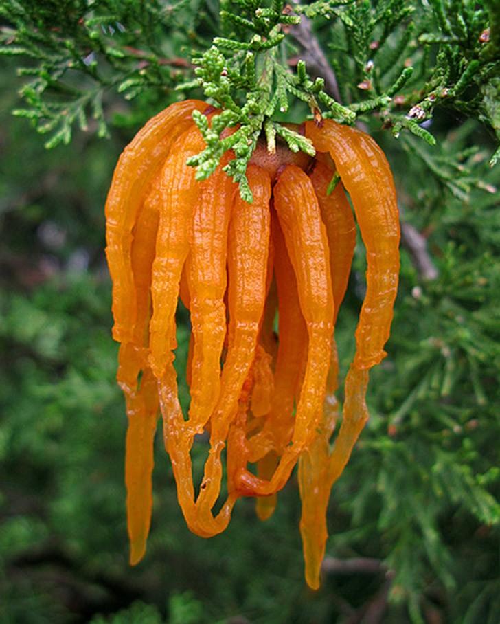 creepyplants41 Самые жуткие растения