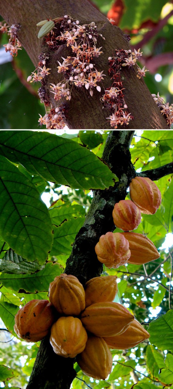 Cacao