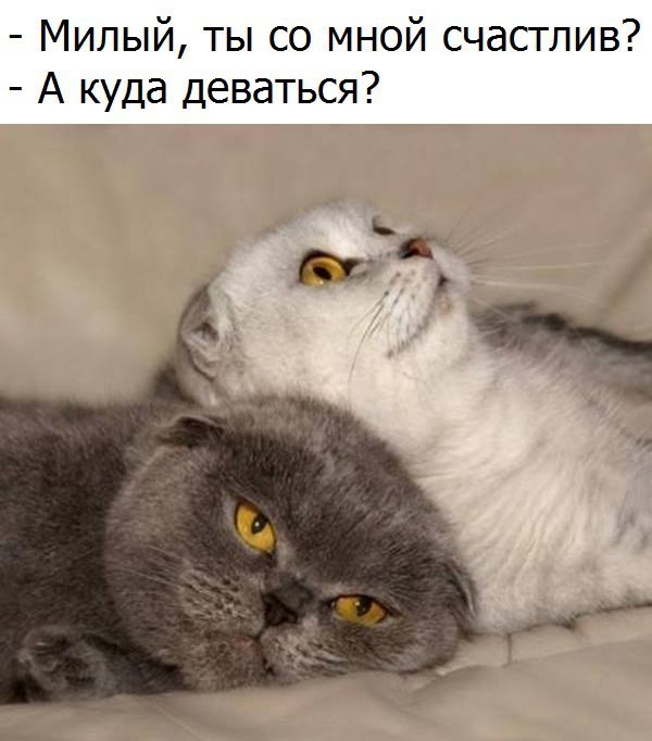 Прикольные картинки с надписями для настроения (10 фото)