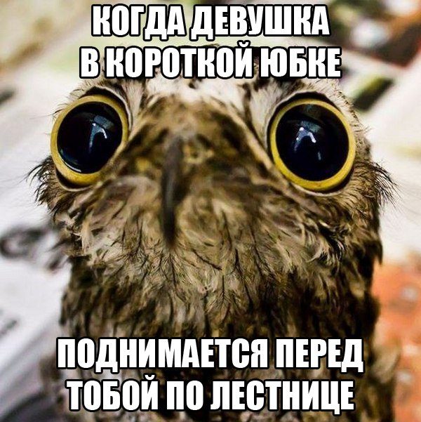 ВЕСЕЛЫЕ КАРТИНКИ ДЛЯ ХОРОШЕГО НАСТРОЕНИЯ. ВЕСЕЛЫЕ КАРТИНКИ ДЛЯ ХОРОШЕГО НАСТРОЕНИЯ.