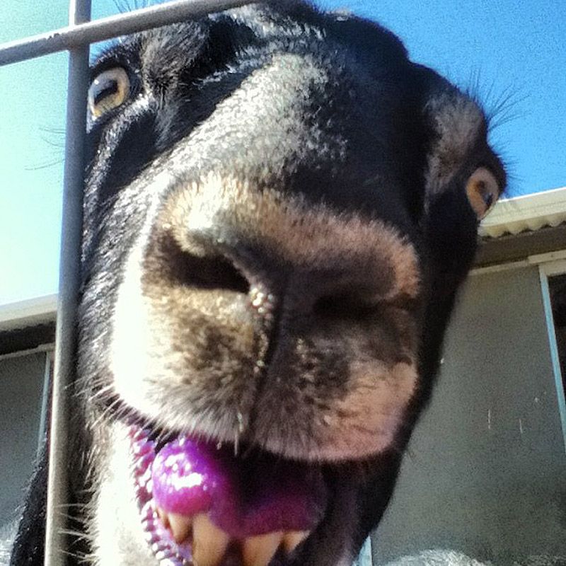 smilinggoats16 Козляшки улыбашки