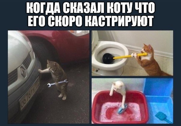 Бедные коты Бедные коты