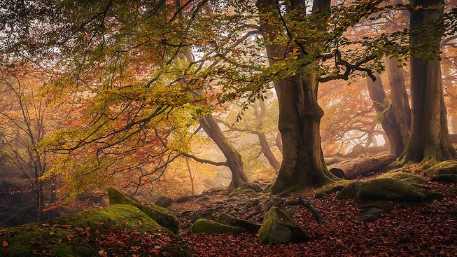 Лучший садово-парковый фотограф в конкурсе International Garden Photographer of the Year 2018