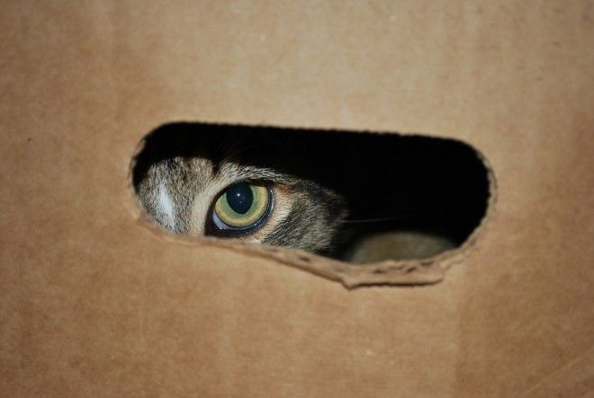 КОТЭ-ФАКТЫ. О ТОМ, ЧЕГО ВЫ НЕ ЗНАЛИ ОБ УСАТЫХ ЛЮБИМЦАХ! КОТЭ-ФАКТЫ. О ТОМ, ЧЕГО ВЫ НЕ ЗНАЛИ ОБ УСАТЫХ ЛЮБИМЦАХ!