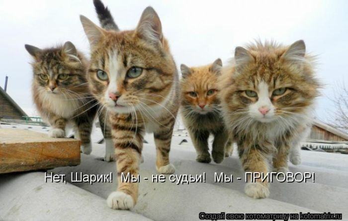 Без кота жизнь не та (50 фото ) Без кота жизнь не та (50 фото )