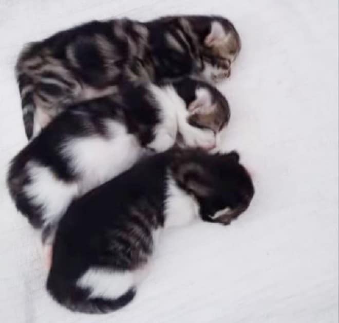 Котятка слепые Три котенка