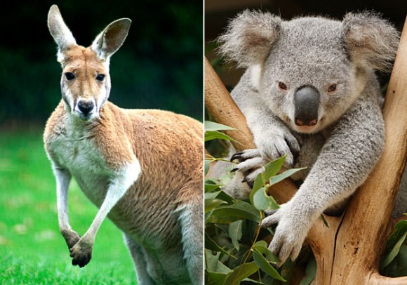 10 необычных фактов об Австралии австралия, интересно, континент, познавательно, страна, факты