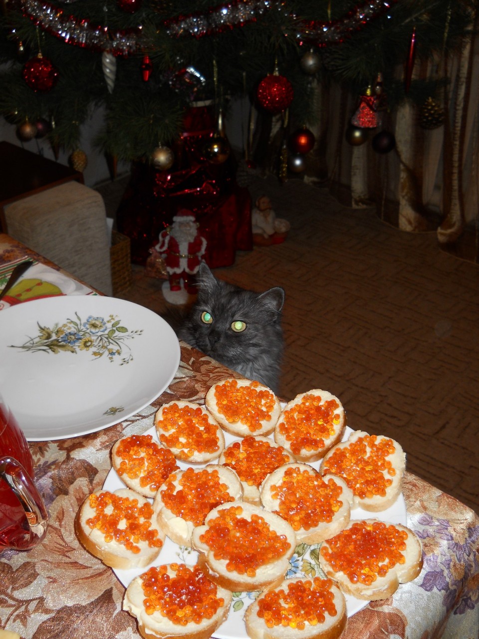 Бездомный, облезлый котенок, который ел вареные шкурки от свеклы, превратился в настоящую красавицу Бездомный, облезлый котенок, который ел вареные шкурки от свеклы, превратился в настоящую красавицу