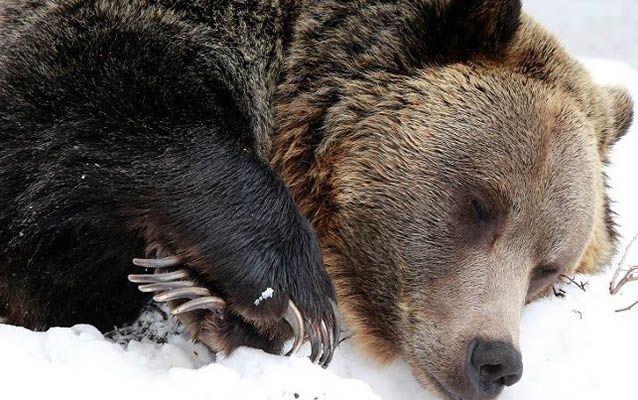Вот что происходит с медведем во время зимней спячки Вот что происходит с медведем во время зимней спячки