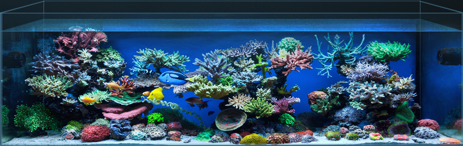 Как обустроить домашний аквариум