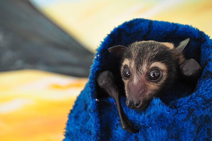 Пациент Tolga Bat Hospital.