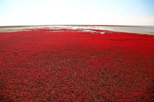 Красный пляж Паньцзинь 