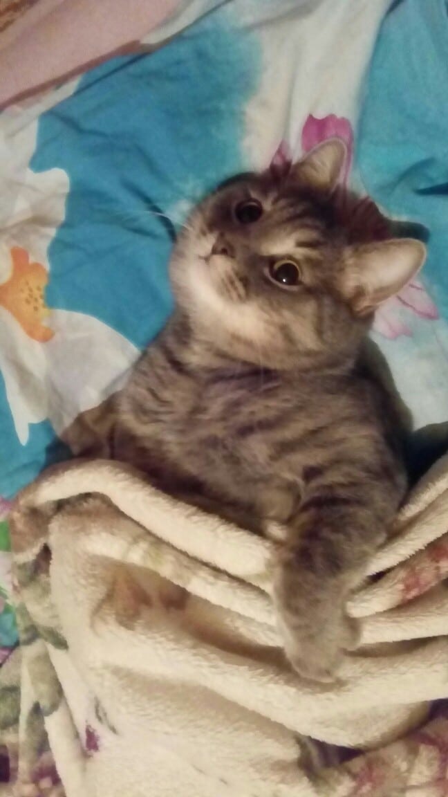 дом для котенка кот на кровати