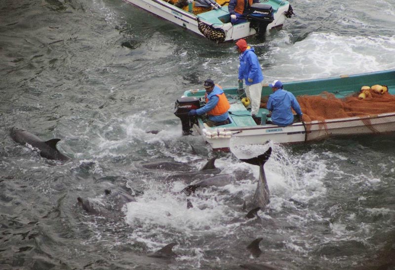 0 bcd4f 920fd90 orig В Японии продолжаются жестокие убийства дельфинов