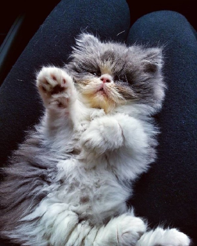 Спящий котик Котенок спит