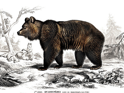 ИЛЛЮСТРАЦИЯ BIODIVLIBRARY/FLICKR.COM (CC BY 2.0) ИЛЛЮСТРАЦИЯ BIODIVLIBRARY/FLICKR.COM (CC BY 2.0)