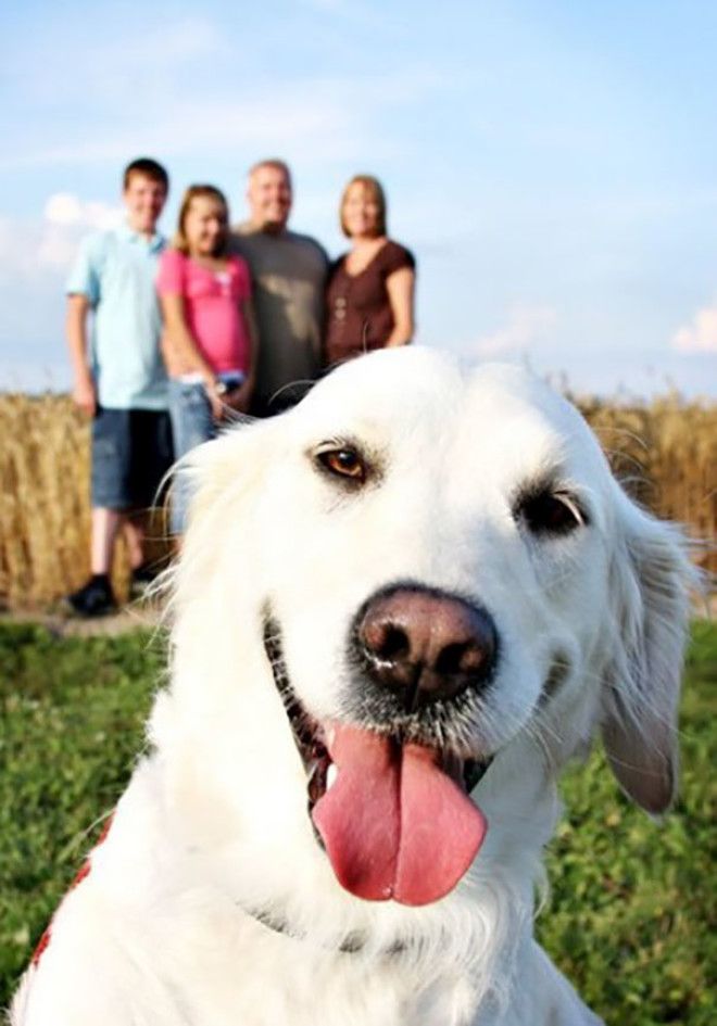 Funny Dog Photobombs Funny Dog Photobombs