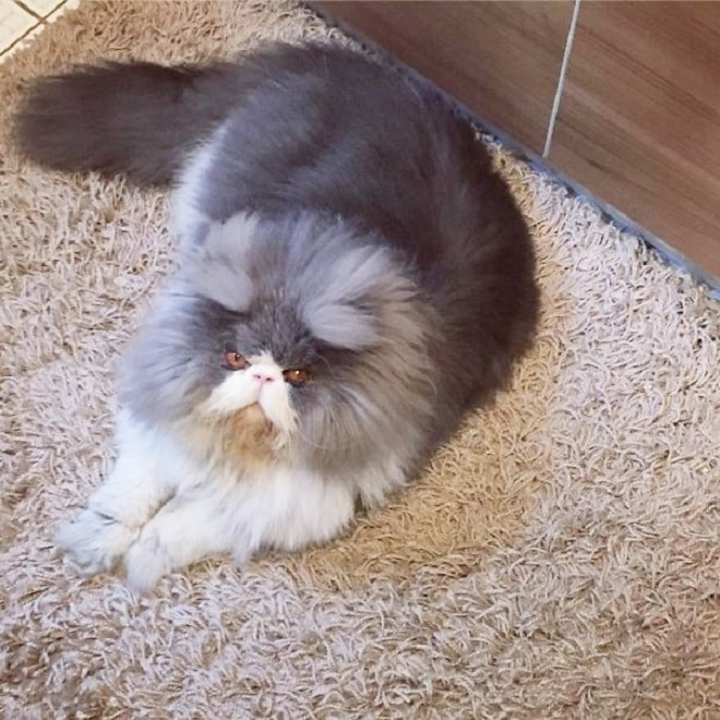 Лежачий кот Кот лежит