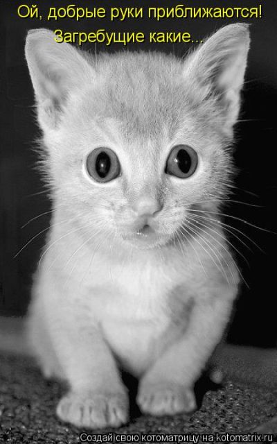 Котоматрицы великолепные, каждая с кусочком тепла, позитива и улыбкой!!! Всем добрых событий сегодня!!! Котоматрицы великолепные, каждая с кусочком тепла, позитива и улыбкой!!! Всем добрых событий сегодня!!!
