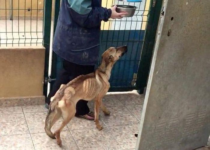 Невероятное преображение несчастной собаки. Невероятное преображение несчастной собаки.