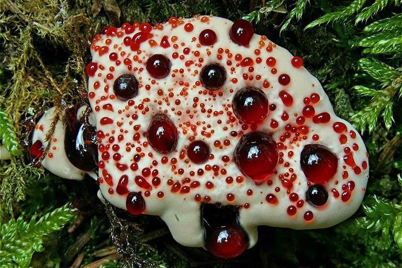 creepyplants01 Самые жуткие растения