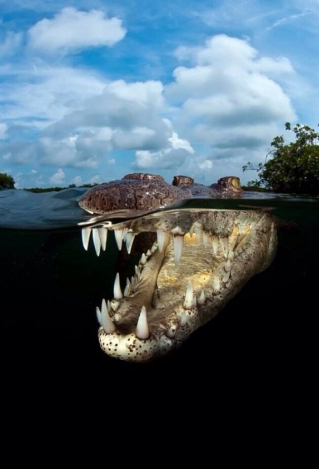 17 фото животных, сделанных в самый нужный момент
