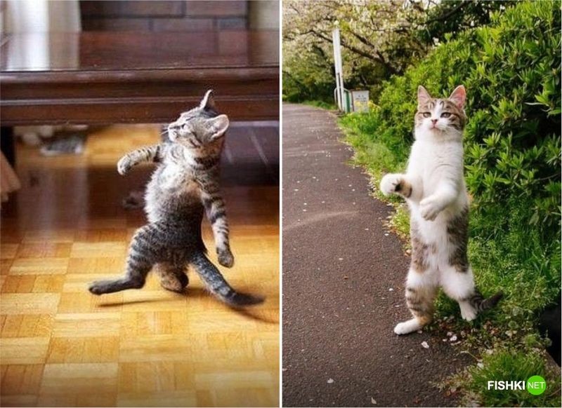 20 фотографий, доказывающих, что кошки медленно превращаются в людей 20 фотографий, доказывающих, что кошки медленно превращаются в людей кот, юмор