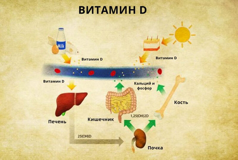 Как получить витамин D с помощью питания