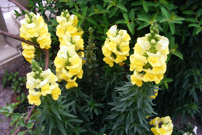 DSCF9729 (700x466, 520Kb)