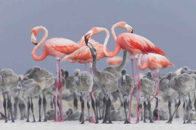 35 фотошедевров с конкурса «Лучшая фотография природы» от National Geographic