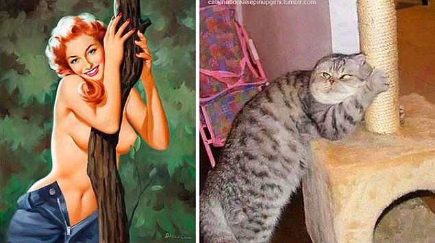 15 кошек, позирующих в стиле красоток Pin Up
