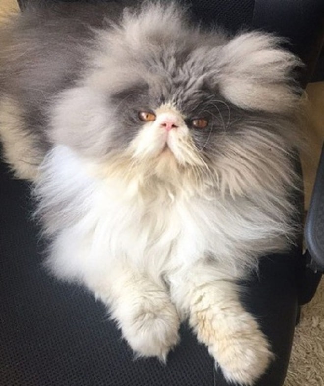 Злой кот Большой кот