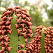Молочай канарский (Euphorbia canariensis) Молочай канарский (Euphorbia canariensis)