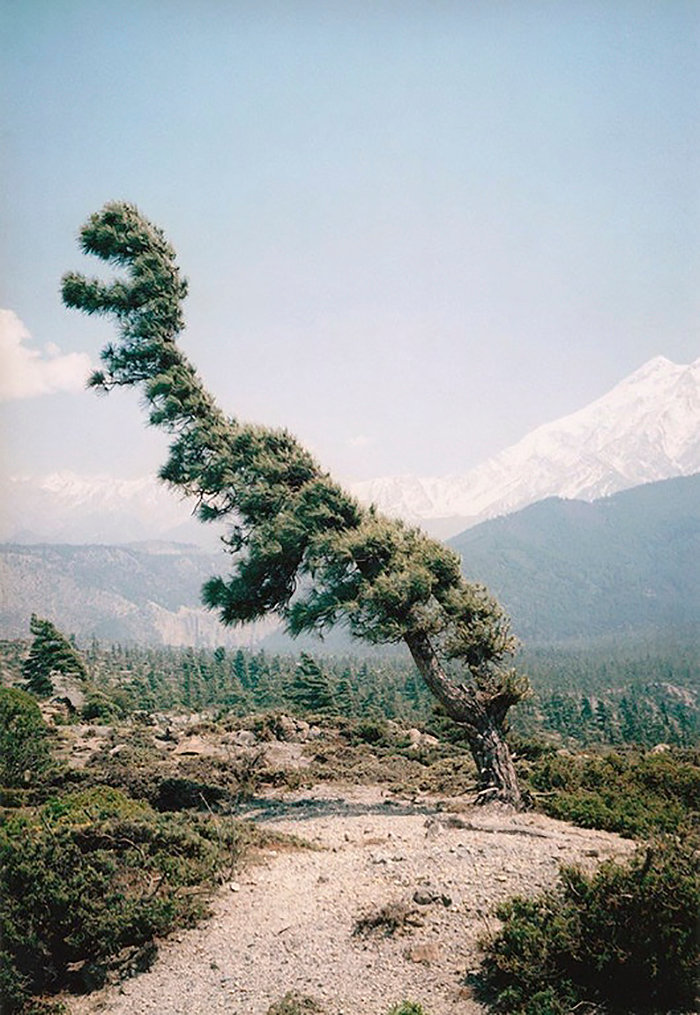 7. Árbol-tiranosaurio, árboles, ilusión óptica, paradolia, parece que no es lo mismo, parece que es una cara