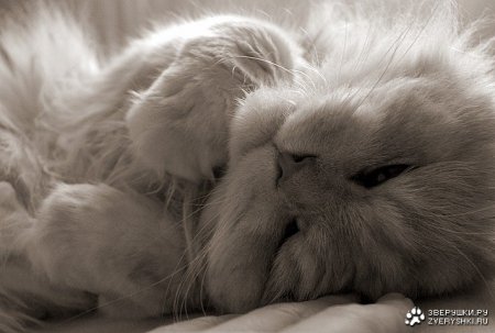Котэмания Котэмания