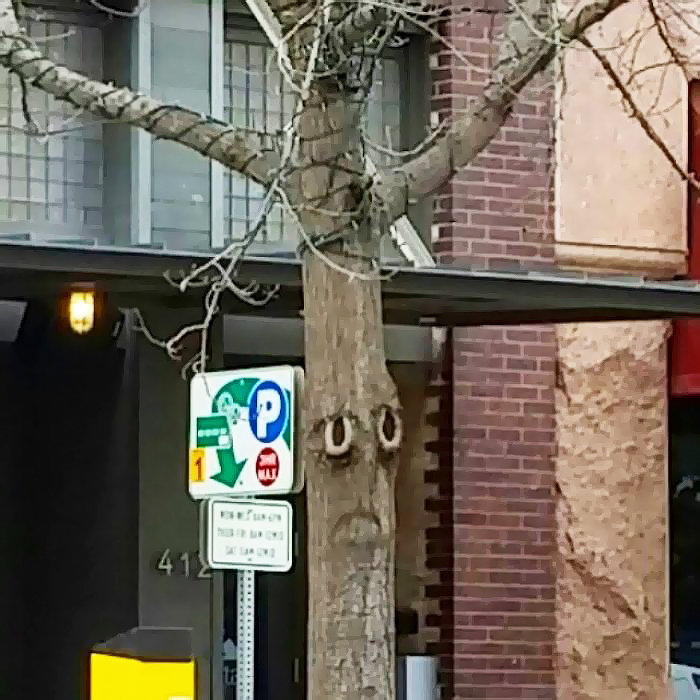 21. Un árbol triste, árboles, una ilusión óptica, pareidolia, parece que no es lo mismo, parece que es una cara.