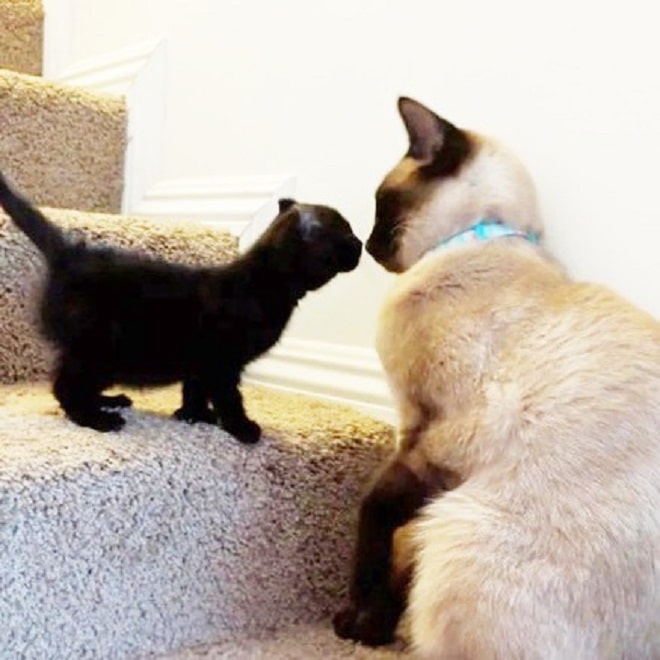 Кошка и черный малыш Котенок на ступеньках