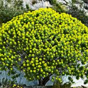 Молочай кипарисовый (Euphorbia cyparissias) Молочай кипарисовый (Euphorbia cyparissias)