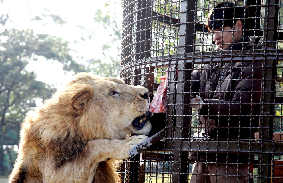 Посетитель из клетки кормит африканского льва в тематическом парке в Синьчжу, Тайвань