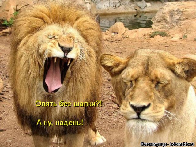 Котоматрицы великолепные, каждая с кусочком тепла, позитива и улыбкой!!! Всем добрых событий сегодня!!! Котоматрицы великолепные, каждая с кусочком тепла, позитива и улыбкой!!! Всем добрых событий сегодня!!!